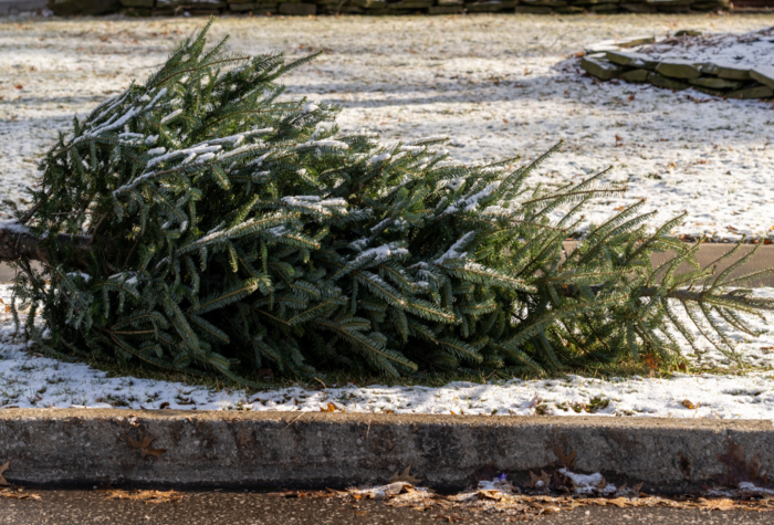 Family Christmas tree on street curbs for trash pick up